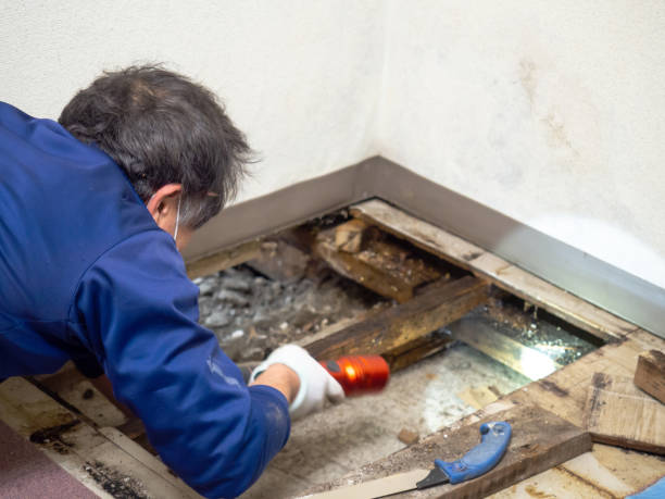 Best Local Mold Removal Service  in Johnson City, TN