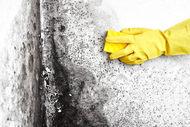 Best Commercial Mold Removal  in Johnson City, TN