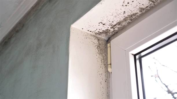 Best Mold Remediation  in Johnson City, TN