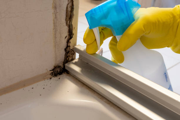 Best Toxic Mold Removal  in Johnson City, TN