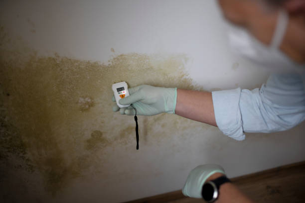 Best Best Mold Removal Companies  in Johnson City, TN