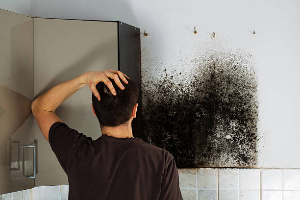 Best Mold Removal Company Near Me  in Johnson City, TN