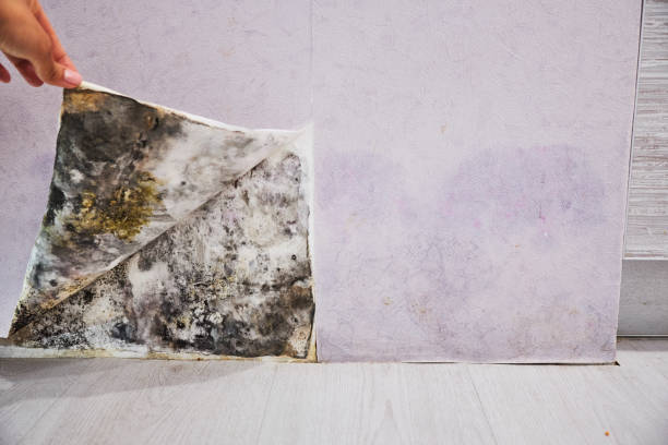 Best Professional Mold Removal  in Johnson City, TN